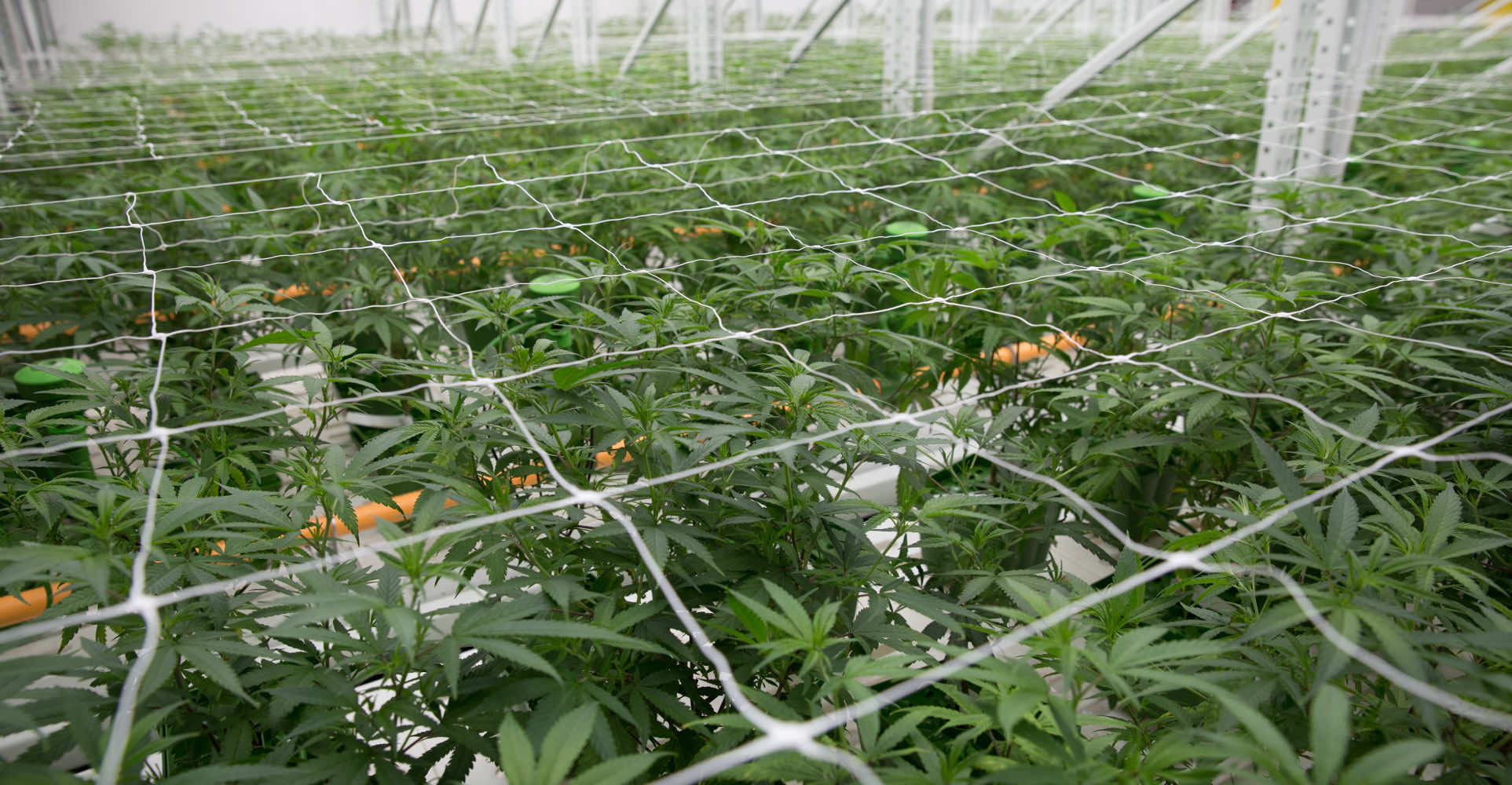 high_density_cannabis_grow_room_banner_c9b2baf48d